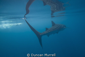 I am intrigued by the amazing reflections of whale sharks... by Duncan Murrell 
